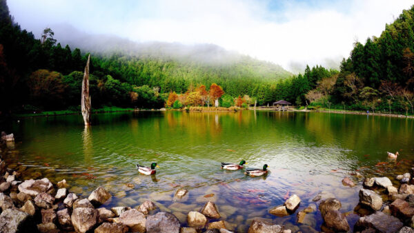 Wallpaper Desktop, Sky, Lake, Colorful, Floating, Under, Trees, Blue, Swan, Nature, Surrounded, Green