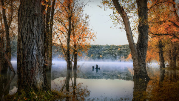 Wallpaper Forest, During, Fog, Fall, Desktop, Mobile, With, Lake, Nature, Landscape