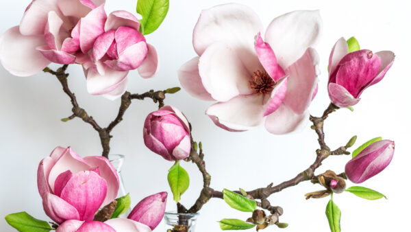 Wallpaper Blossom, Pink, Magnolia, Flower, Desktop