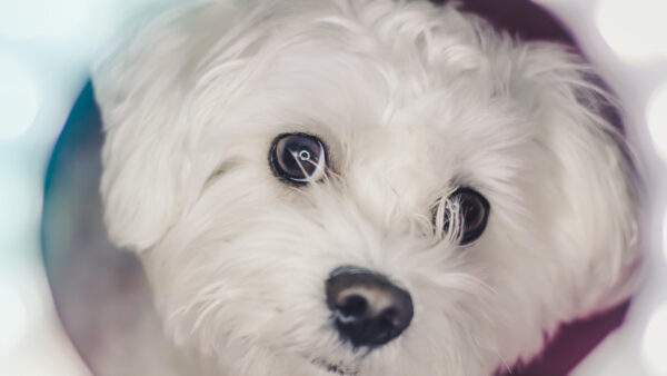 Wallpaper Desktop, Animals, Puppy, Closeup, Maltese, Photo, White