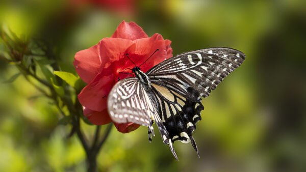 Wallpaper Desktop, Red, Butterfly, Birds, Yellow, Black, Beautiful, And, Flower