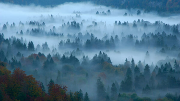 Wallpaper Nature, Forest, Germany, Covered, With, Fog