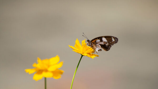 Wallpaper Standing, Mobile, Flower, Butterfly, Brown, Animals, Yellow, White, Desktop, And