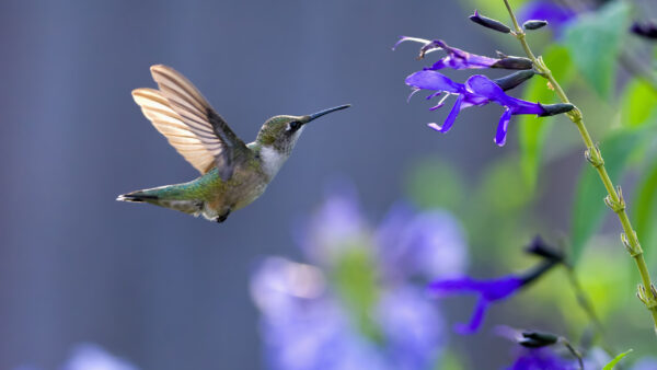 Wallpaper Hovering, Purple, Birds, White, Bird, Background, Green, Light