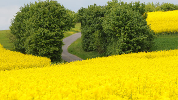 Wallpaper Green, Desktop, Road, Yellow, Trees, Between, View, Landscape, Mobile, Field, Flowers