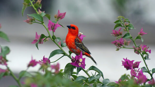 Wallpaper Mobile, Pink, Flowers, Plant, Birds, Standing, Bird, Background, Desktop, Red, Beak, Black, Blur