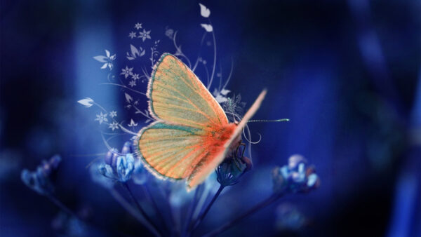 Wallpaper Gray, Cute, Desktop, And, Background, Orange, With, Blue, Butterfly