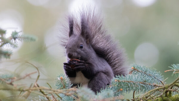 Wallpaper Desktop, Background, Rodent, Squirrel, Blur, With