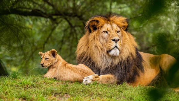 Wallpaper Grass, Green, Tree, Background, Sitting, Are, Branches, Lion, Blur, Cub, And