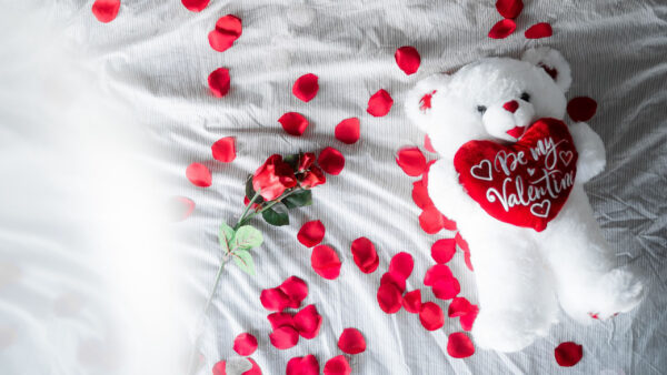 Wallpaper Petals, Cub, Red, Toy, White, Love, Rose, With, Bear