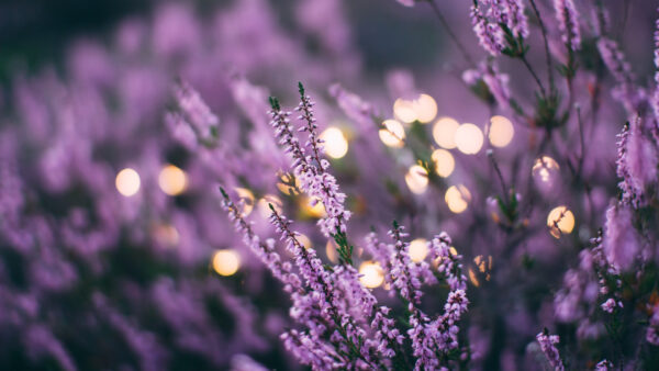 Wallpaper Petaled, Flowers, Purple, Floral