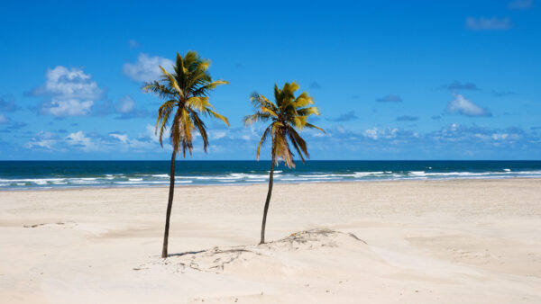 Wallpaper Beach, Trees, Sand, Mobile, Sea, Blue, Palm, Background, Sky, Desktop, Waves, Nature