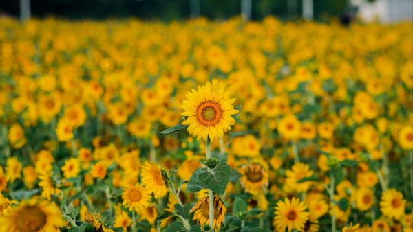 Wallpaper Background, Yellow, Sunflowers, Plants, Field, Blur, Desktop, Mobile, Leaves, Green, Flowers
