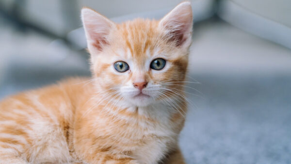 Wallpaper White, Kitten, Light, Brown, Cute, With, Blur, Cat, Sitting, Look, Stare, Background