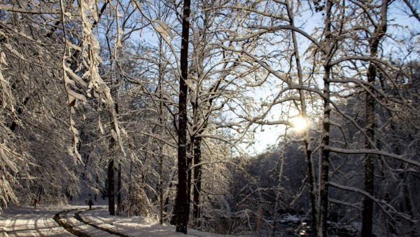 Wallpaper Blue, Snow, Sky, Tree, Branches, Covered, Forest, Background, Mobile, Desktop, Sunlight, Nature