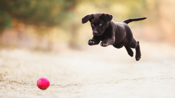 Wallpaper Black, Puppy, Animals, Jumping, Pink, Desktop, With, Ball, And, Playing