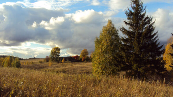 Wallpaper Fir, Field, Faded, Meadow, Autumn, Trees, Glade, Grass, Nature