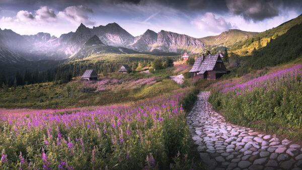 Wallpaper White, Between, Under, Flowers, Clouds, Purple, Black, Nature, Pebbles, Background, Leaves, Green, Stones, Blue, Path, Mountains, Sky, Plants