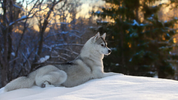Wallpaper Husky, Trees, Snow, Siberian, Background, Dog, Sitting, Green