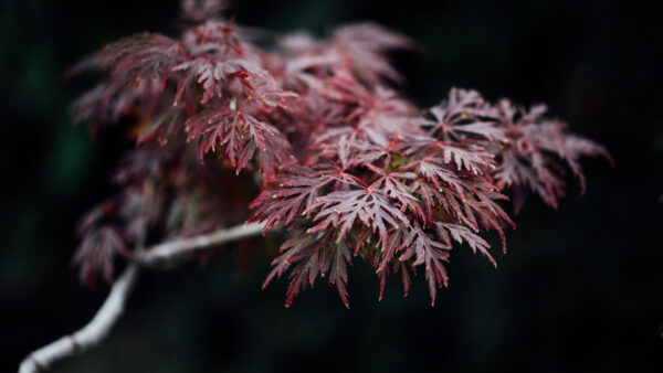 Wallpaper Branches, Mobile, Desktop, Red, Nature, Closeup, Leaves, Background, Black, View, Tree