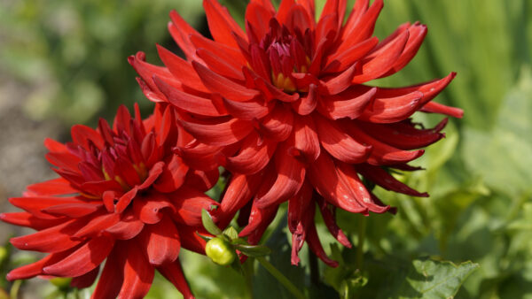 Wallpaper Green, Background, Closeup, Flowers, Desktop, Blur, View, Mobile, Red, Leaves