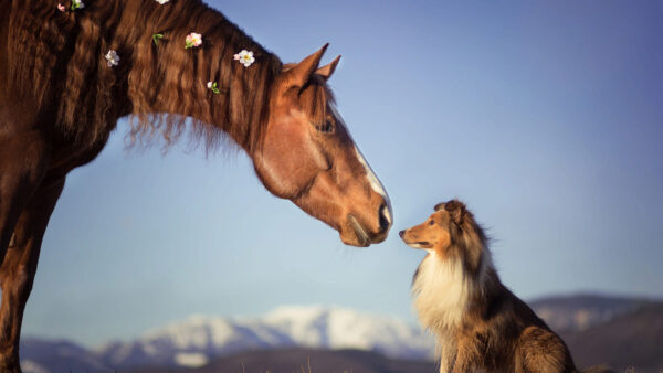 Wallpaper Brown, Dog, Horse, Animals, Standing, Collie, Border, Near