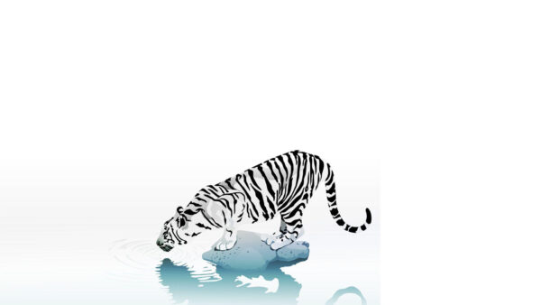 Wallpaper Tiger, White, Desktop, Background