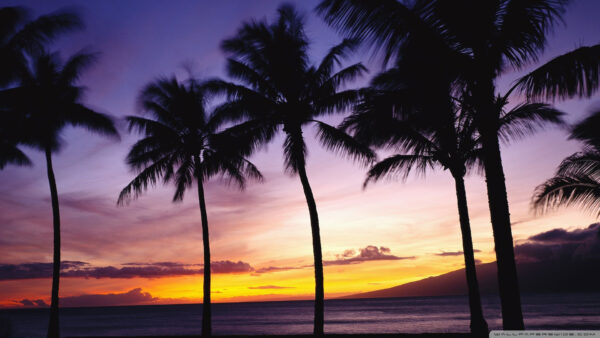 Wallpaper Sky, Palm, Trees, Under, Purple, Tree