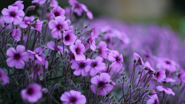 Wallpaper Plants, Blur, Flowers, Flowerrs, Field, Purple, Background