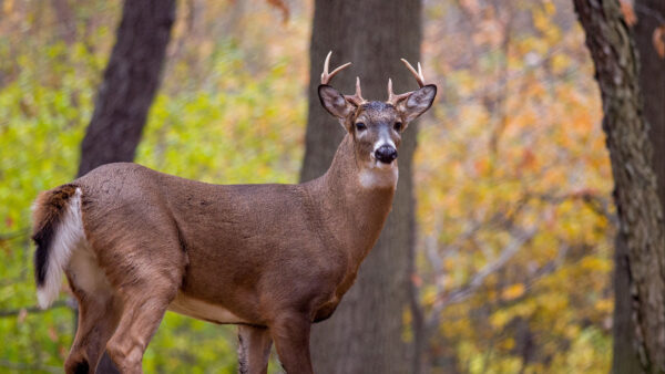 Wallpaper Trees, Desktop, Background, Blur, Standing, Antlers, Deer