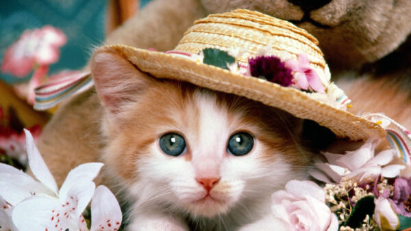 Wallpaper With, Hat, Kitten, Eyes, Gray, Desktop