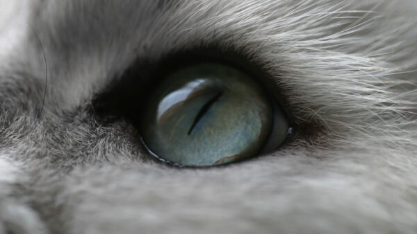 Wallpaper Eye, Desktop, Closeup, Cat, Gray
