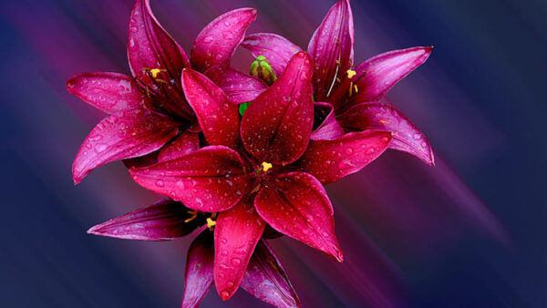 Wallpaper Water, With, Drops, Background, Blur, Flowers, Red, Lilly