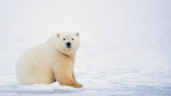 Wallpaper Snow, Bear, White, Polar, Field, Standing