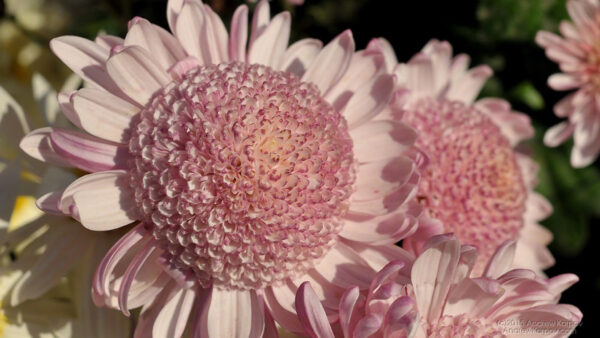 Wallpaper Kertas, Light, Flowers, Dinding, Pink