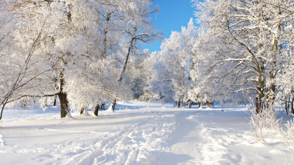 Wallpaper Fall, Snow, Sky, Blue, Field, Trees, White, Covered, Under, Leaves