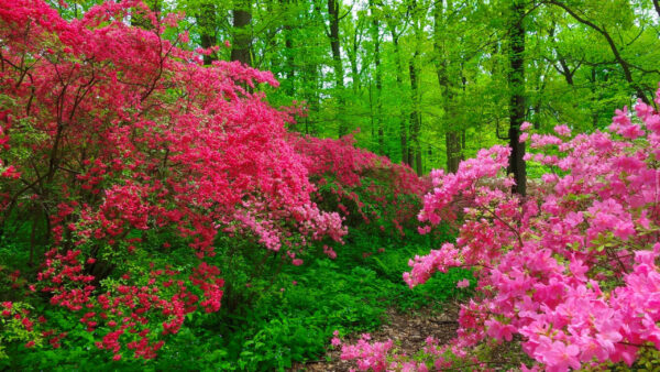 Wallpaper Flowers, Forest, Trees, Pink, Tree, Bougainvillea, Branches, Green, Background