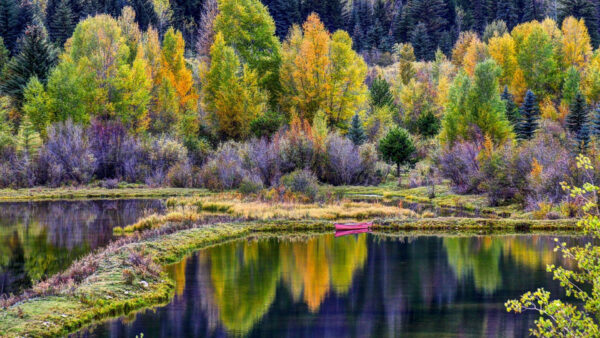 Wallpaper Green, Nature, Spring, River, Yellow, Purple, Autumn, Trees, Reflection