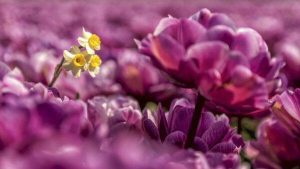 Wallpaper Background, Blur, Flowers, Purple, Daffodil