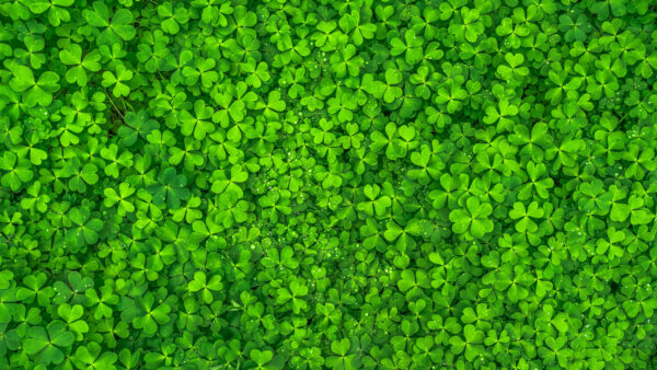 Wallpaper Clovers, Nature, Four-Leaf, Green