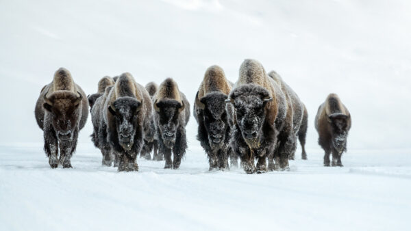 Wallpaper Snow, Animals, Field, Buffalos, Are, Standing, Group