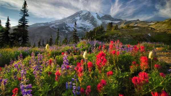 Wallpaper Plants, Red, Field, Purple, Trees, Flowers, Mountains, Capped, Background, Snow