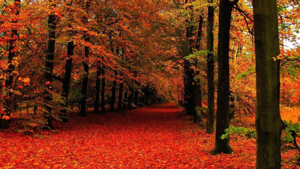 Wallpaper Leafed, Forest, Background, Red, Fall, Green, Trees, Autumn