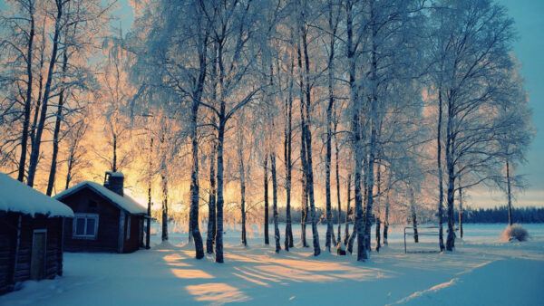 Wallpaper Winter, Trees, Sunlight, Under, Blue, Snow, House, Background, Sky, Covered