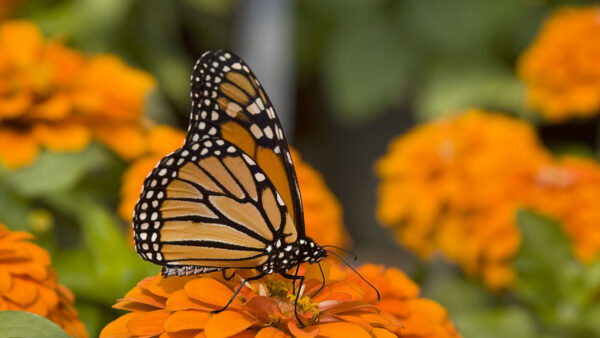 Wallpaper Yellow, Butterfly, Design, Lines, Brown, Blur, Dots, Background, Black, Petals, Flower