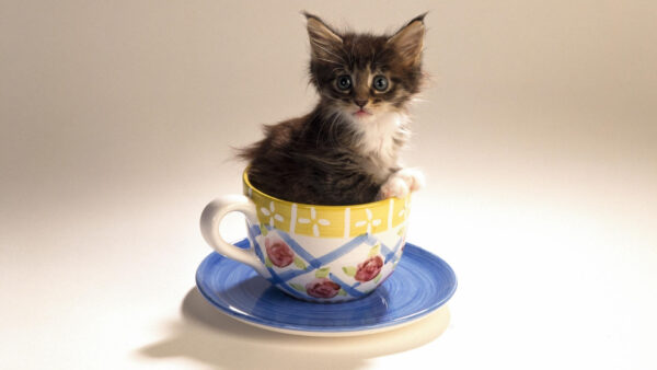 Wallpaper Black, Cute, Cup, Eyes, Inside, Cat, And, White, Saucer, Kitten, Background