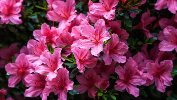 Wallpaper Azalea, Beautiful, Pink, Buds, Flowers