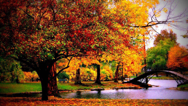 Wallpaper Colorful, Autumn, Trees, Water, Above, Pond, Bridge, Desktop