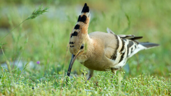 Wallpaper Brown, Small, Standing, Bird, Field, Black, Hoopoe, Birds, Green, Plants