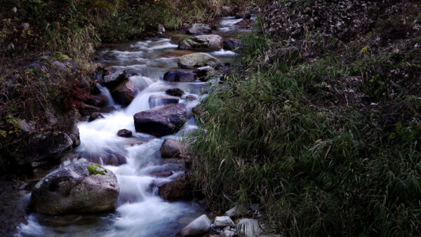 Wallpaper Nature, Plants, Background, Rocks, Waterfall, Mobile, Bushes, Stream, Green, Daytime, Forest, During, Desktop, Stones